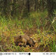 A coastal marten leaps by a remote camera